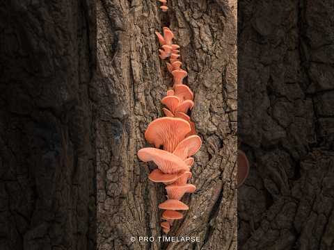 Time Lapse of pink Oyster mushrooms grow  #shorts