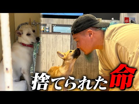 【徹底取材】捨てられた保護犬猫に密着してみた