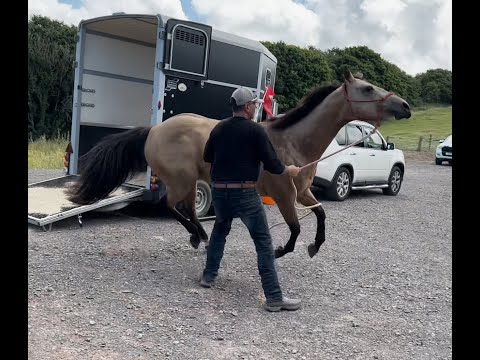 Its life or death! Horse wont load! How can i help??