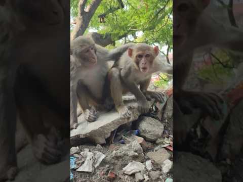 Monkey 🙉 dating 😂😂😂 #monkeys #pets #comedy #funny #shortvideo