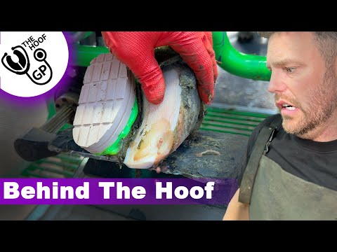 a BIG LIMP for a  little cow, modifying a CUTTING DISK & GIVING my PICKUP AWAY | BTH Episode 10