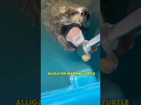 Polite Alligator Snapping Turtle Eats Dinner 😳🐢#shorts #snappingturtle