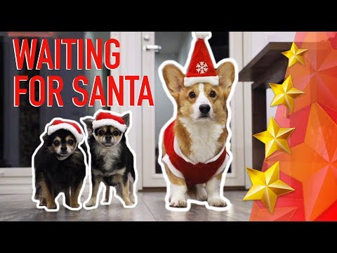 MERRY CHRISTMAS! - Topi the Corgi