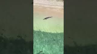 Crocodile 🐊 | PortBlair, Andaman    #shorts #ytshorts #youtubeshorts