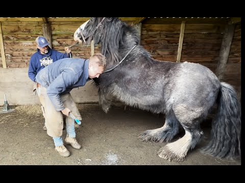 Rescue Horse wont let anyone near his feet!!