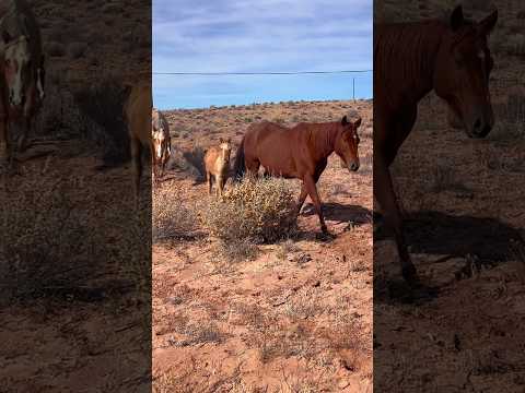 She’s hanging out with the big kids 🤗 #horseranch