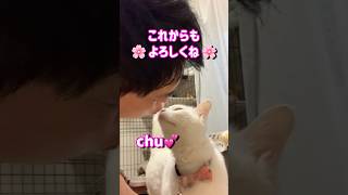 白猫みくちゃん！猫が人にキスをする姿が可愛すぎました💖#shorts #猫のいる生活 #猫のいる暮らし #cat #保護猫