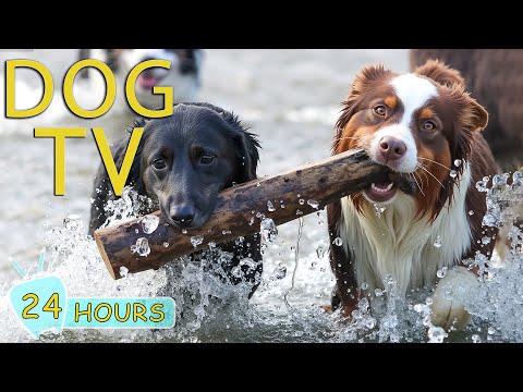 DOG TV for Dogs to Watch: Video Entertainment for Dogs When Home Alone - Best Relax Dogs Music