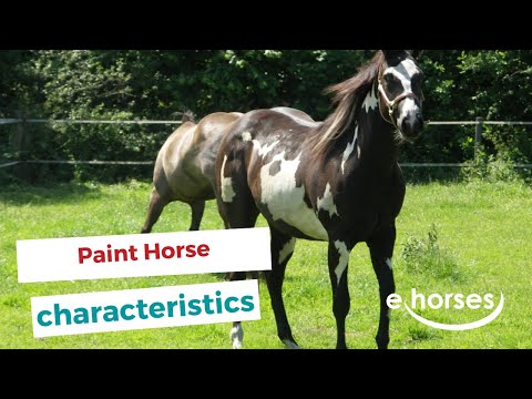 Paint horse | characteristics, origin & disciplines