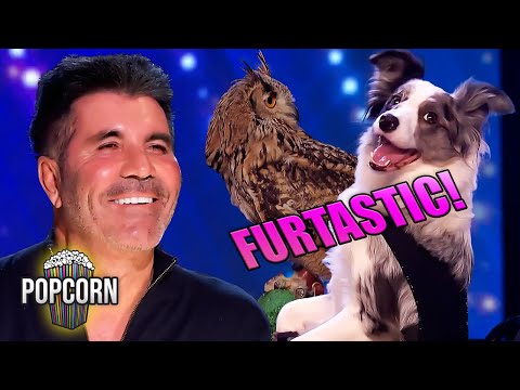 10 FURTASTIC Animal Auditions on Britain's Got Talent!