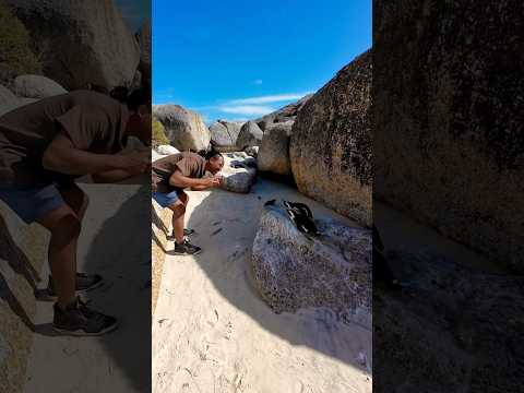 African penguins in boulder beach Capetown, South Africa