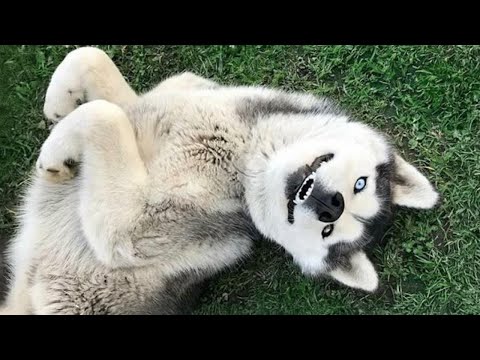 If a Husky isn’t dramatic, is it even a Husky! 😆