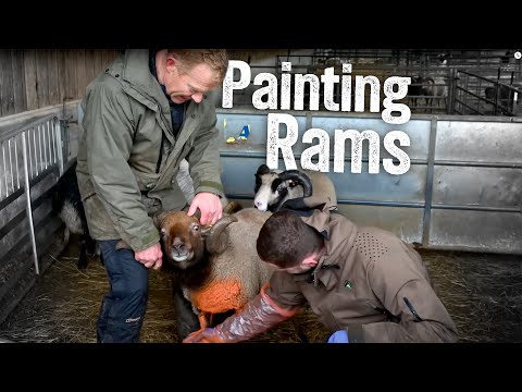 Can We Get Our Primitive Rams Ready For Breeding?