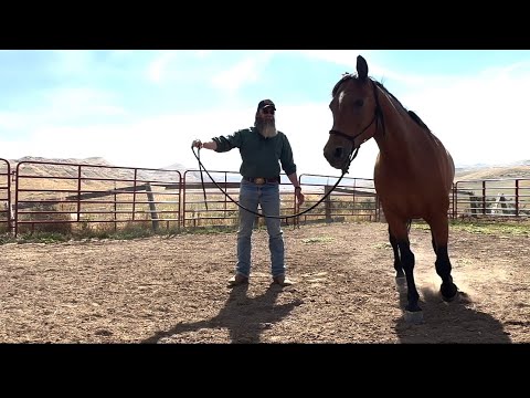 Philosophy Of Lunging Your Horse Part 1