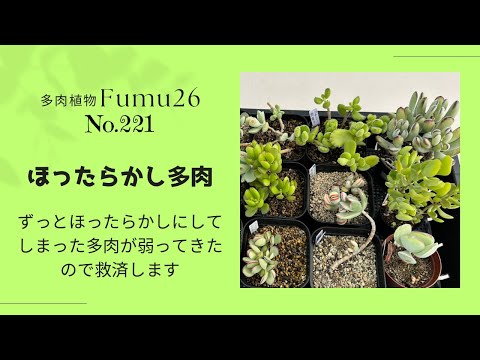 【多肉植物】やっちゃった💦ほったらかしにしてた多肉を復活させます✨