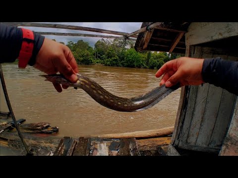 MANCING IKAN BARACUDA SUNGAI 😂 || MANCING UMPAN CACING TANAH #022