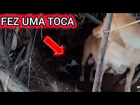 SALVEI A VIDA DOS FILHOTES DA MEL ! ( ELES TAVA NUMA CAVERNA )