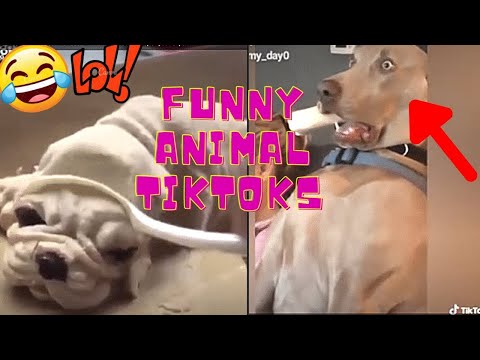 FUNNY Animal TIKTOKS😂😆 That will make your day😍🤗❤️🙊Try not to laugh challenge (GIVE AWAY!!!)🙊#Shorts