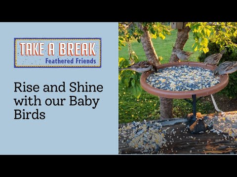 Mama Sparrow Feeds Baby at Sunrise Breakfast