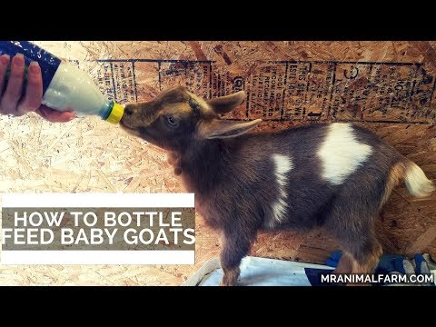 How To Bottle Feed Baby Goats