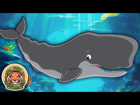 Learn Amazing Facts About Sperm Whales! | Animal Songs For Kids | KLT WILD