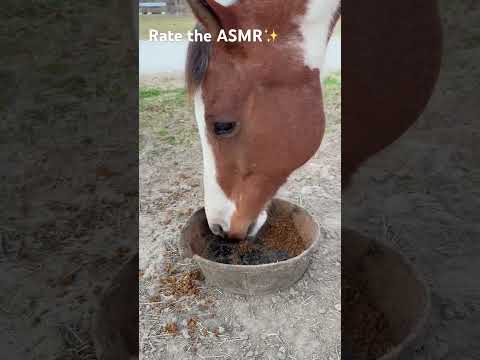 Rate the ASMR✨ #horse #americanpaint #equestrian #painthorse #horsegirl #ASMR #satisfying #shorts