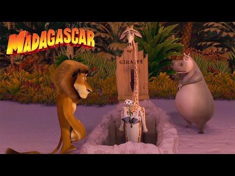 ¡Los mejores cortos de Melman! 🦒 | Madagascar | Desenhos Animados em Português