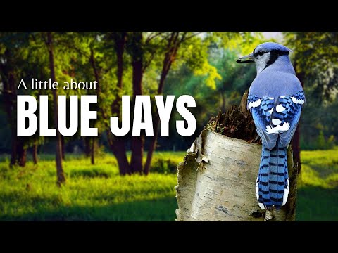 A Little about the BLUE JAY | Fun Facts