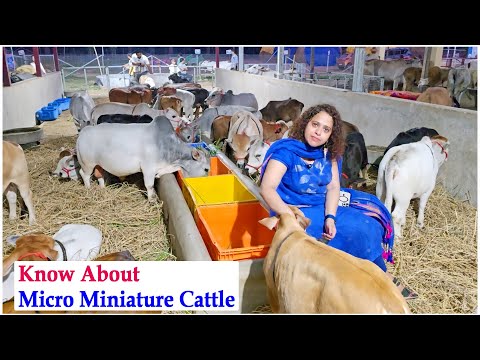 Know these before Purchasing micro mini cattle below 2 feet height | Dr. P. Krishnamraju | #viral