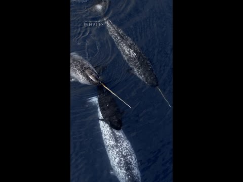 Narwhals navigate a frigid world using nerve-filled tusks to detect changes in the environment. ❄️