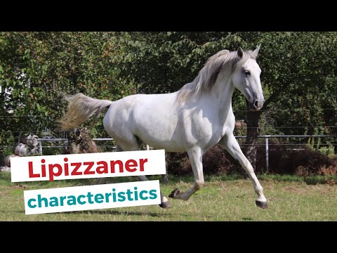 Lipizzan horse | characteristics, origin & disciplines