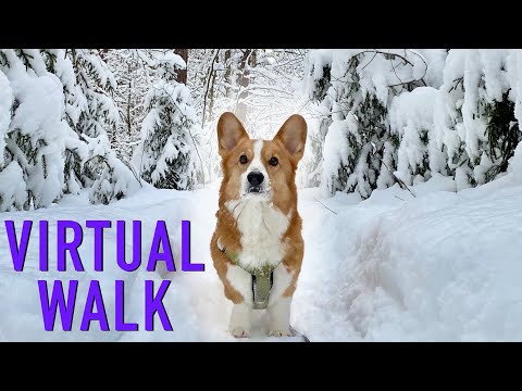 VIRTUAL WALK IN A WINTER WONDERLAND - Topi the Corgi