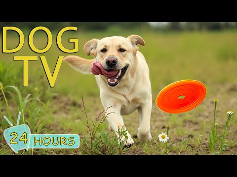 DOG TV for Dogs to Watch: Video Entertain Help for Dogs Relieve Stress a Home Alone - Music for Dogs