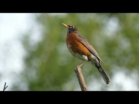 Why Bird Music Is Great For Relaxation and Removes Stress And Anxiety