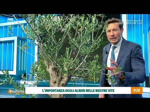 Uomo e alberi: un rapporto spesso non semplice - Unomattina 13/03/2025