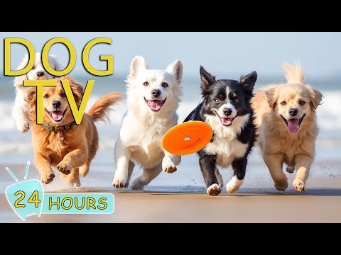 DOG TV: Best Videos Entertain for Dogs to Watch - Music to Reduce Stress & Anxiety Your for Dogs