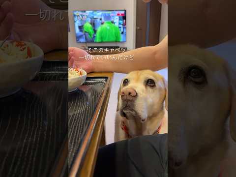 野菜のおこぼれがほしい ラブラドールレトリーバー #shorts #ラブラドールレトリバー #犬のいる暮らし #labradorretriever