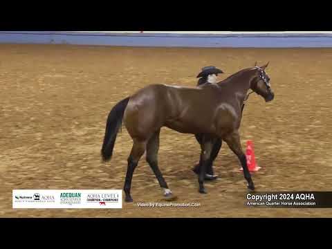 Yearling Geldings - 2024 AQHA World Championship Show