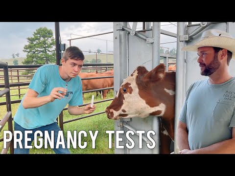 Pregnancy Testing Cows With Blood Test | 2 Minutes With The Farmer