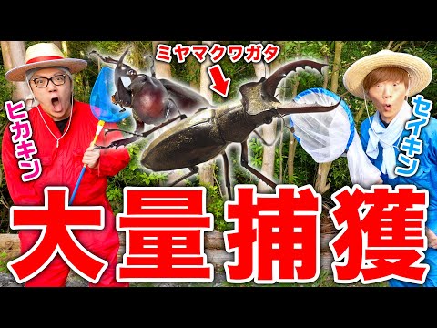 【大量捕獲】森で1日本気でカブトムシ&クワガタ探したら激レア「ミヤマクワガタ」の捕獲成功！?【ヒカキン&セイキン】【2022夏】