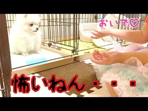 こわい？？ケージの外に出られない子犬【ぽこあぽこ】