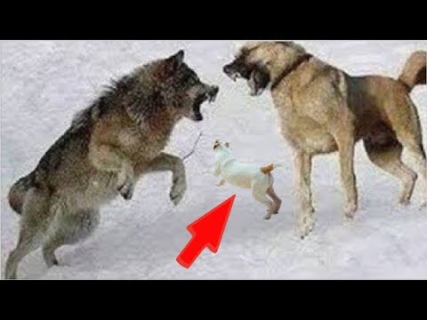 Kangal Vs Three Wolves, Bear, Pit Bull, Dogo Argentino!