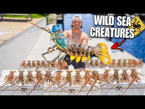 Catching WILD LOBSTERS UNDER ROCKS On Saltwater REEF!