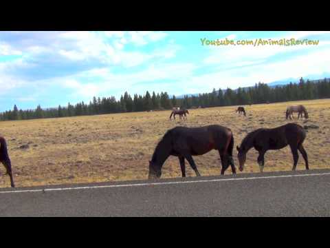 Horses walking