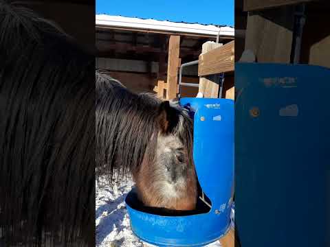 Don't drop your breakfast on the ground! #funny #highlandcows #horse