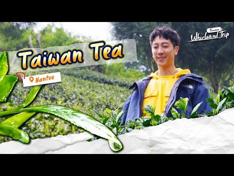 Tasting Taiwanese Tea Where It’s Grown |📍𝑵𝒂𝒏𝒕𝒐𝒖 | Whirlwind Trip