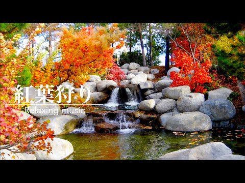 【環境音】紅葉がキレイな川のほとり・作業用BGM | Relaxing Sounds