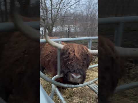 She got stuck! 😬 #cow #highlandcow #farmlife #shorts