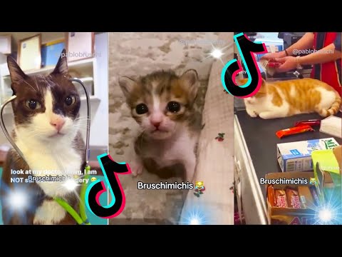 🤣 Mejores Videos de Gatos Bruschimichis | Compilación Divertida de Gatos Graciosos