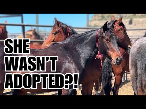 MUSTANG Auction Deja vu! ~ Nobody bought these HORSES!